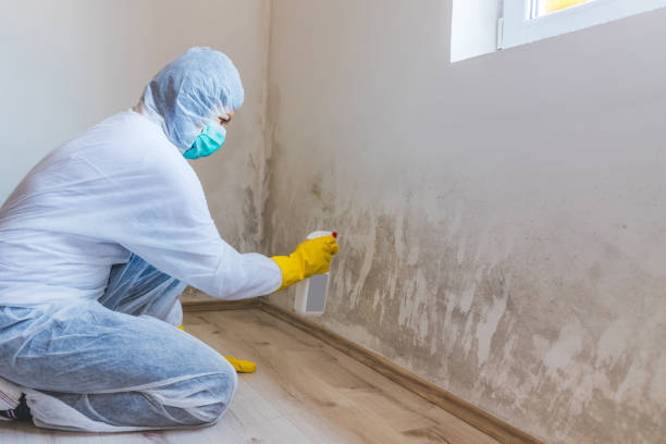 Licensed Basement Mold Remediation service in Franklin, NC - WQB Mold Removal