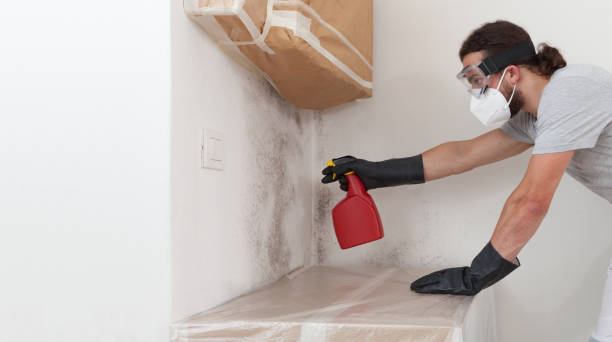Professional Basement Mold Remediation technician working in Franklin, NC