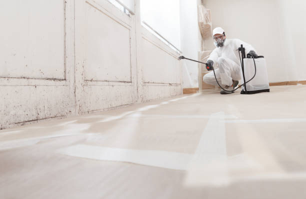 24/7 Emergency Basement Mold Remediation experts in Franklin, NC