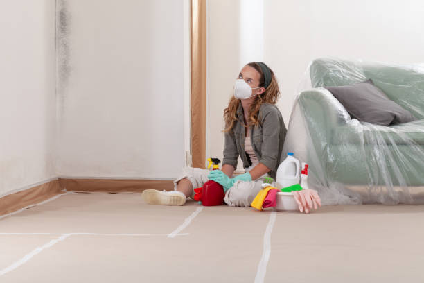 Reliable Basement Mold Remediation contractor in Franklin, NC by WQB Mold Removal