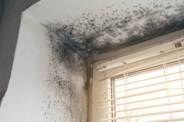 Affordable Basement Mold Remediation solutions in Franklin, NC