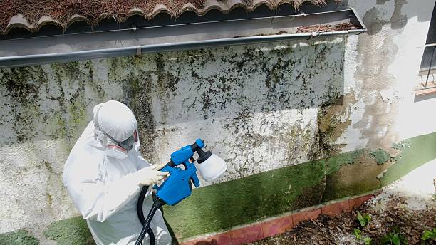 Top rated local Basement Mold Remediation specialists in Franklin, NC